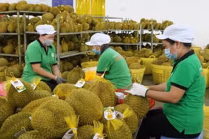 Sản phẩm trái sầu riêng đạt OCOP 4 sao của Công ty trách nhiệm hữu hạn Xuất nhập khẩu trái cây Chánh Thu (Bến Tre).