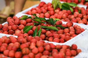 Vải thiều Bắc Giang. (Ảnh: Thành Đạt)