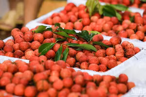 Vải thiều Bắc Giang. (Ảnh: Thành Đạt)