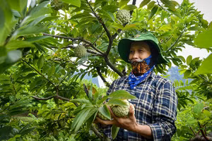 Người dân huyện Chi Lăng, tỉnh Lạng Sơn thu hoạch na. (Ảnh: Thành Đạt)