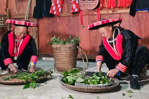 Bà con thực hiện công đoạn thái lá thuốc trước khi chế biến