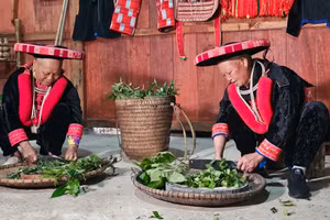 Bà con thực hiện công đoạn thái lá thuốc trước khi chế biến