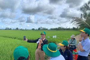 Cán bộ khuyến nông hướng dẫn canh tác thông minh cho thành viên Hợp tác xã Dịch vụ nông nghiệp Thanh niên Phú Hòa, xã Tân Hội, huyện Tân Hiệp, tỉnh Kiên Giang. (Ảnh MINH ANH)