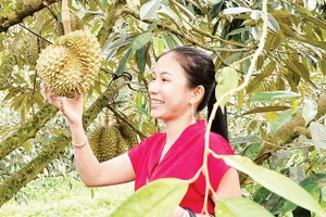  Chăm sóc sầu riêng tại tỉnh Đồng Nai. (Ảnh M.S)