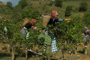 Người H’Mông thu hoạch nông sản bản địa.