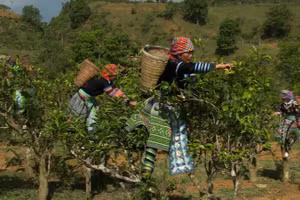 Người H’Mông thu hoạch nông sản bản địa.