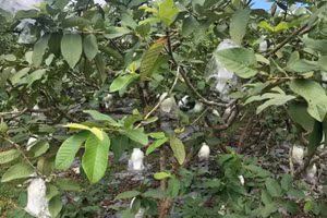 Ổi lê Hoành Bồ: Từ bị vứt ven đường đến cây xóa nghèo