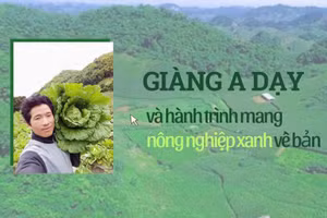 Giàng A Dạy và hành trình mang nông nghiệp xanh về bản