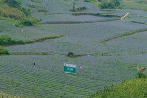 Người dân Bắc Hà, Lào Cai trồng cây Cát cánh.