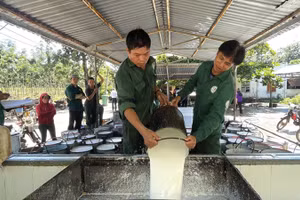 Công nhân khai thác mủ cao-su tại nông trường của Công ty Cao-su Tân Biên.