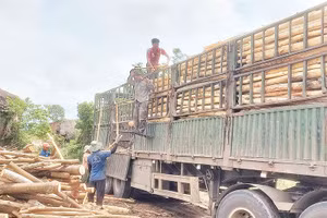 Năm nay, giá keo rừng trồng đạt ngưỡng cao nhất, người dân Sông Hinh phấn khởi mở rộng diện tích trên đất kém hiệu quả.