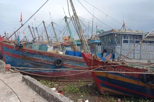 Nhiều tàu, thuyền về tránh trú bão tại cảng cá Tân Sơn, huyện Thái Thụy (tỉnh Thái Bình).