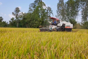Thu hoạch lúa tại xã Mỹ Đông, huyện Tháp Mười, tỉnh Đồng Tháp. 