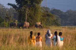 Ảnh minh họa: Người dân nhìn đàn voi hoang kiếm ăn gần một ngôi làng ở bang Assam, đông bắc Ấn Độ.