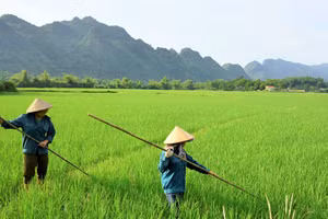 Lao động nữ khu vực nông thôn đang phải đối mặt với nhiều khó khăn trong canh tác nông nghiệp.