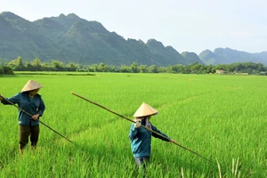 Lao động nữ khu vực nông thôn đang phải đối mặt với nhiều khó khăn trong canh tác nông nghiệp.