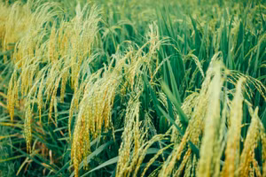 Lúa nếp đang thì chín rộ.