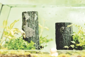 Hệ sinh thái một khu rừng mini.