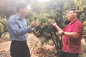 Vùng chuyên canh nhãn hữu cơ tại Tây Ninh.