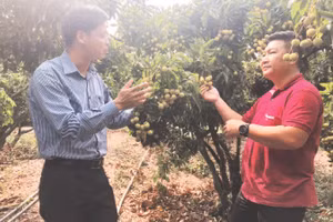 Vùng chuyên canh nhãn hữu cơ tại Tây Ninh.