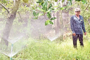 Tưới phun mưa cho vườn cây ăn quả được nông dân xã Mỹ Thành Bắc, huyện Cai Lậy ứng dụng rộng rãi.