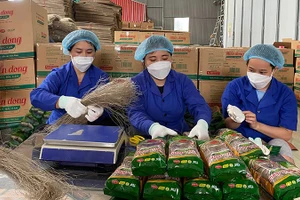 Sản phẩm miến dong của Hợp tác xã Tài Hoan, huyện Na Rì đã đạt chứng nhận 5 sao. (Trong ảnh: Hoạt động chế biến miến tại Hợp tác xã). (Ảnh: THU CÚC)