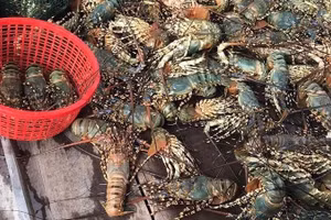 Ảnh hưởng mưa bão tôm hùm nuôi tại thị xã Sông Cầu chết hàng loạt, người nuôi thiệt hại nặng.