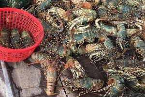 Ảnh hưởng mưa bão tôm hùm nuôi tại thị xã Sông Cầu chết hàng loạt, người nuôi thiệt hại nặng.