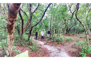 Rừng nguyên sinh Đông Dương có hơn 150 cây dược liệu, rất nhiều cây dược liệu quý hiếm.