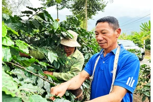 Cây cà-phê gắn đời với anh Lầu Chồng Lử và lớp thanh niên đầu tiên về Ẳng Nưa.