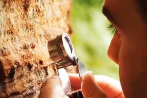 Đá sa thạch tại Gerolsteiner Dolomiten. Ảnh: CNA