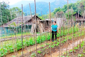 Ngay sau lũ, bà con xã Tà Cạ tranh thủ trồng rau, nuôi gà để phục vụ Tết Quý Mão 2023.