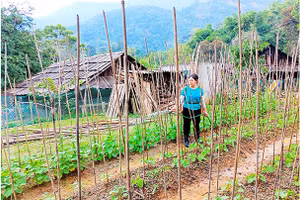 Ngay sau lũ, bà con xã Tà Cạ tranh thủ trồng rau, nuôi gà để phục vụ Tết Quý Mão 2023.