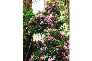 Mùa đỗ quyên trong mây