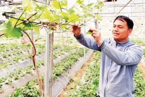 Trồng thử nghiệm cây nho sữa trong nông trại ở thị trấn Đồng Văn.