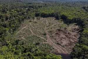 Nạn phá rừng hiện chiếm 10% lượng khí thải nhà kính toàn cầu gây biến đổi khí hậu. (Ảnh minh họa: Reuters)