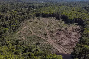 Nạn phá rừng hiện chiếm 10% lượng khí thải nhà kính toàn cầu gây biến đổi khí hậu. (Ảnh minh họa: Reuters)