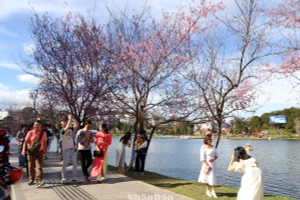 Du khách với hoa mai anh đào Đà Lạt ngày mùng 5 Tết.