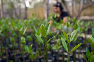 Ảnh minh họa: ADB