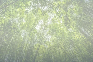 Kế thừa, phát huy truyền thống dân tộc, tư tưởng ngoại giao Hồ Chí Minh, quyết tâm xây dựng và phát triển nền đối ngoại, ngoại giao toàn diện, hiện đại, mang đậm bản sắc “Cây tre Việt Nam”