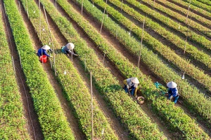 Mô hình trồng hoa tại xã Khánh Nhạc, huyện Yên Khánh. Ảnh | TRƯỜNG GIANG