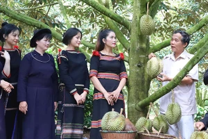 Sản xuất sầu riêng tại Hợp tác xã dịch vụ nông nghiệp sạch, huyện Krông Pắc. Ảnh | NGUYỄN CÔNG LÝ