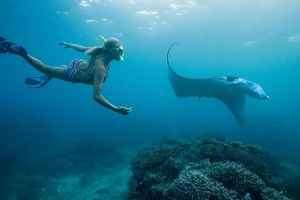 Lặn biển quan sát cá đuối ở Fiji. 