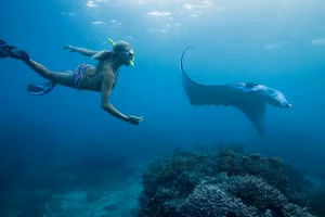 Lặn biển quan sát cá đuối ở Fiji. 