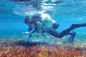 Cán bộ nghiên cứu đang khảo sát một thảm cỏ biển. 