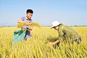 Dự kiến, năm 2023, sản lượng lúa cả nước đạt 43,2- 43,4 triệu tấn, bảo đảm nhu cầu tiêu dùng trong nước và xuất khẩu. Ảnh| MINH ANH