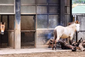 Đốt củi sưởi ấm cho vật nuôi tại Vườn thú Hà Nội.