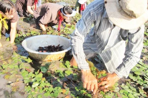 Du khách trải nghiệm hái củ ấu bên sông Vàm Nao.