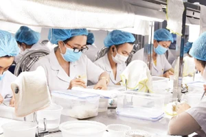 Sơ chế yến tại Công ty trách nhiệm hữu hạn Thương mại, dịch vụ Trí Sơn.