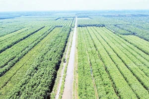 Trong hơn 30.000 ha rừng sản xuất ở miệt rừng U Minh hạ có hơn 1/3 diện tích trồng cây keo lai theo hình thức thâm canh.